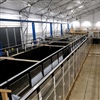 In Vattenfall's laboratory in Sweden, the researchers will use the flume "Laxeleratorn" to check how the fish react to various obstacles and conditions in the water. Photo: David Aldven/Vattenfall.