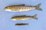 Counting spawning fish using DNA