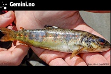 Denne vesle ørreten døde av dykkersyke. Og ble et bilde på vannkraftens skjulte problem.